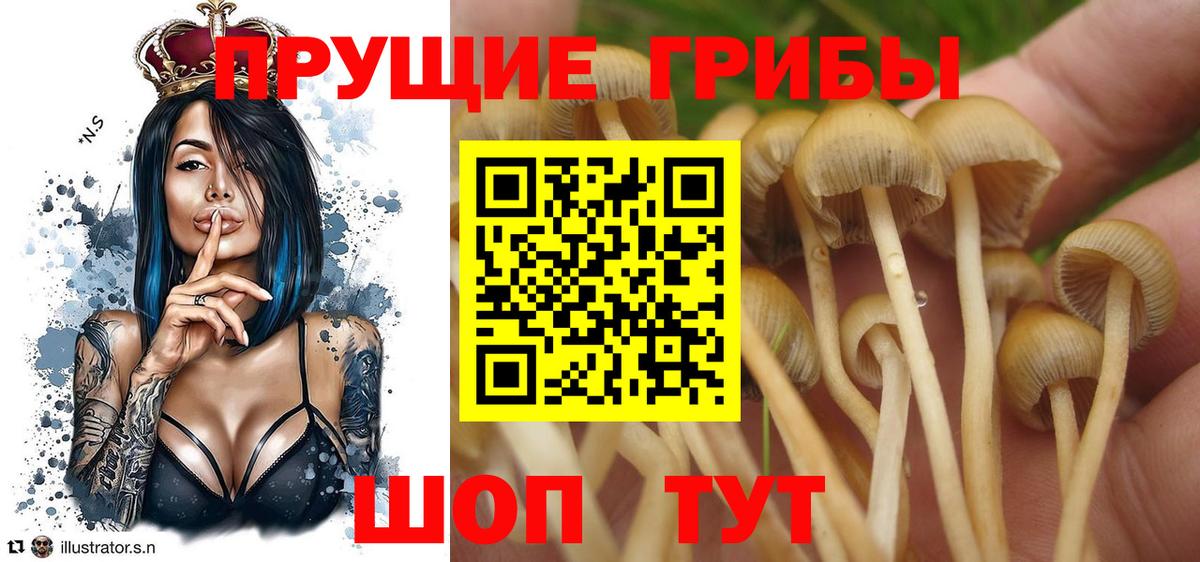 Псилоцибиновые грибы Cubensis Верхний Уфалей